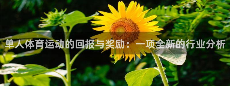 杏耀体育注册：单人体育运动的回报与奖励：一项全新的行业分析